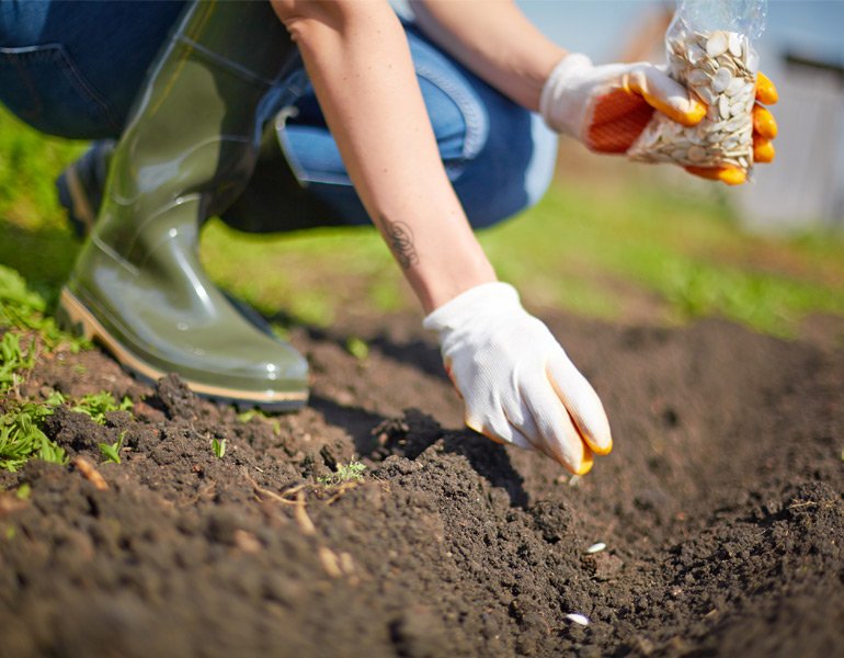 Domestic Seed Production